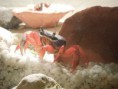 /album/fotogalerie-krab-suchozemsky/f4679192-jpg/