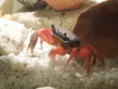 /album/fotogalerie-krab-suchozemsky/f4679190-jpg/