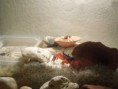/album/fotogalerie-krab-suchozemsky/f4679191-jpg/