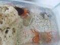 /album/fotogalerie-krab-suchozemsky/dscn8616-jpg/