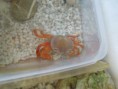 /album/fotogalerie-krab-suchozemsky/dscn8615-jpg/